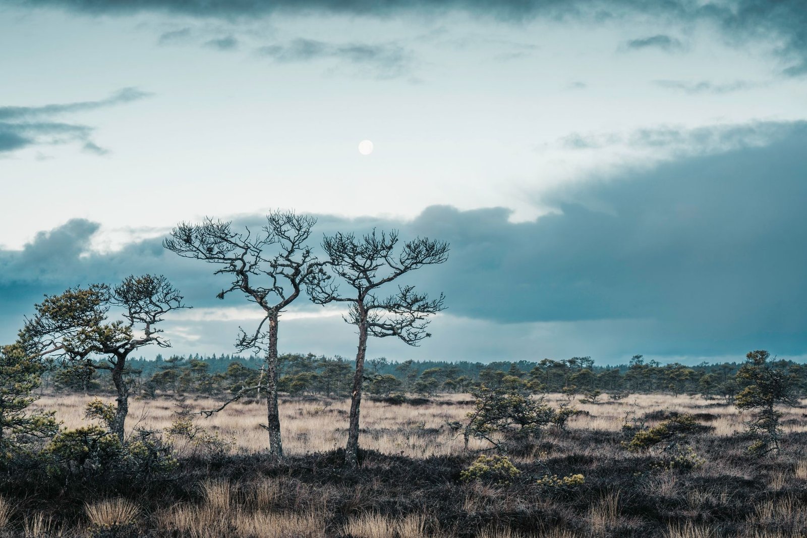 Why Were the Bog Bodies Sacrificed?